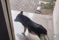 Seekor babi masuk ke Kantor Dinas Lingkungan Hidup.