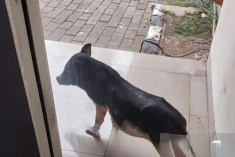 Seekor babi masuk ke Kantor Dinas Lingkungan Hidup.