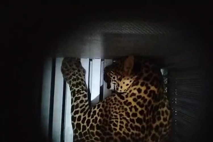 Penampakan macan tutul Jawa (Panthera pardus melas) yang lepas dari kandang karantina di Lembang Park and Zoo, Kamis (28/82025).(dok. BBKSDA Jabar)