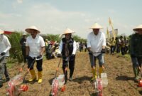 Region Head PTPN IV Regional VII, Denny Ramadhan, beserta Wakil Bupati Muara Enim, Kepala Dinas Pertanian Tanaman Pangan dan Hortikultura Provinsi Sumatera Selatan, dan Ketua Koperasi Bina Sejahtera melaksanakan panen perdana padi gogo menggunakan Seed Planters.