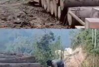 Setelah awalnya hanya desas-desus warga, kini penyelidikan menunjukkan bahwa pembalakan hutan di Lampung berjalan dalam skala dan waktu yang signifikan. (Tangkapan layar video)