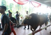 Penyembelihan hewan kurban di kawasan Masjid Istiqlal, Kamis (28/5/2026). (Humas Kemenag)
