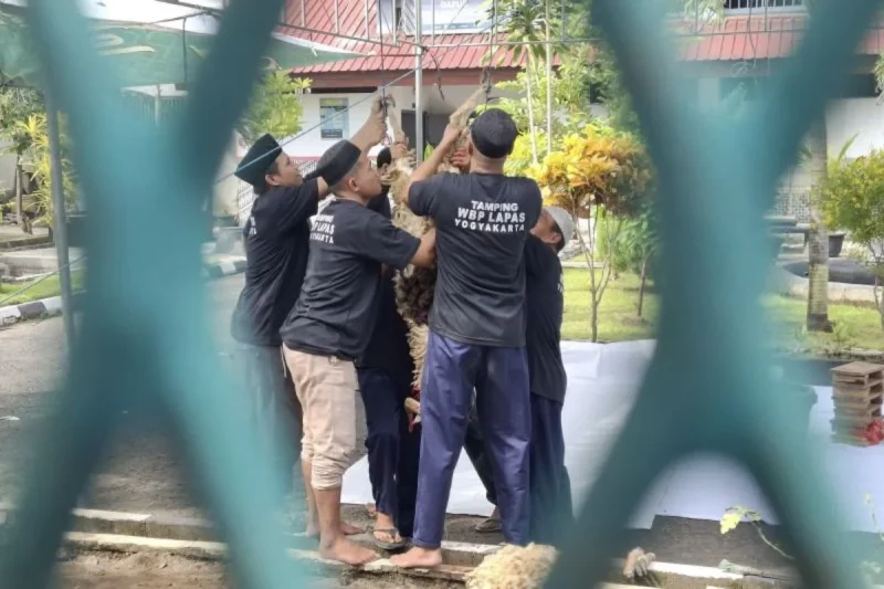 Para napi Lapas Kelas IIA Yogyakarta antusias dan penuh semangat bekerja sama menguliti tubuh sapi kurban yang selesai disembelih. (Dok Lapas)