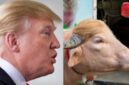 Donald Trump (kiri) dianggap mirip dengan kerbau albino di Bangladesh sehingga dinamai sama dengan presiden AS. (kolase foto Jennus)