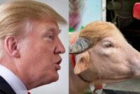 Donald Trump (kiri) dianggap mirip dengan kerbau albino di Bangladesh sehingga dinamai sama dengan presiden AS. (kolase foto Jennus)