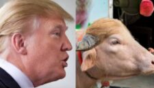 Donald Trump (kiri) dianggap mirip dengan kerbau albino di Bangladesh sehingga dinamai sama dengan presiden AS. (kolase foto Jennus)