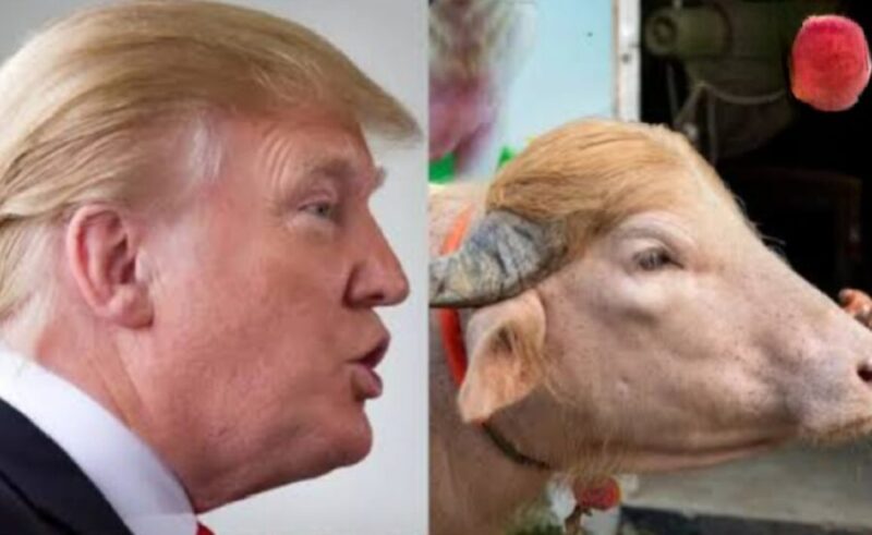 Donald Trump (kiri) dianggap mirip dengan kerbau albino di Bangladesh sehingga dinamai sama dengan presiden AS. (kolase foto Jennus)