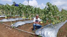 Petani buah Melon sekaligus pengurus Kadin Banten saat memperlihatkan buah Melon Premium. 