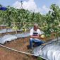 Petani buah Melon sekaligus pengurus Kadin Banten saat memperlihatkan buah Melon Premium. 