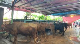 Di satu masjid saja hewan kurban bisa mencapai 16 ekor sapi dan 13 kambing seperti di Masjid Al Fath, Ciganitri, Bandung. (Panitia Qurban)