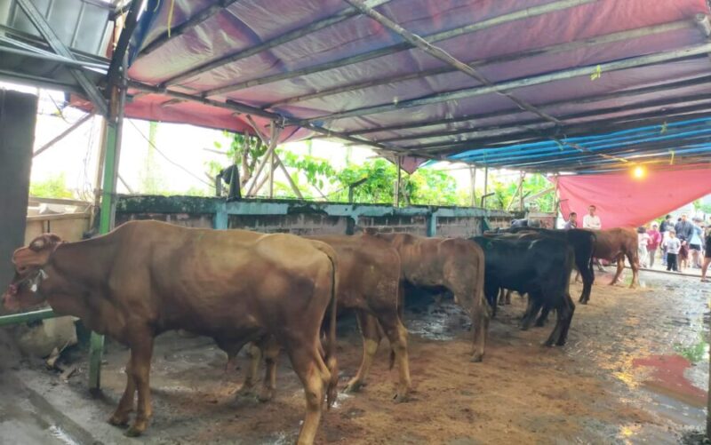 Di satu masjid saja hewan kurban bisa mencapai 16 ekor sapi dan 13 kambing seperti di Masjid Al Fath, Ciganitri, Bandung. (Panitia Qurban)