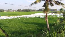 Tiga desa di Percut Sei Tuan dikepung busa kimia, sawah dan mangrove terancam. (Jennus/KTH)