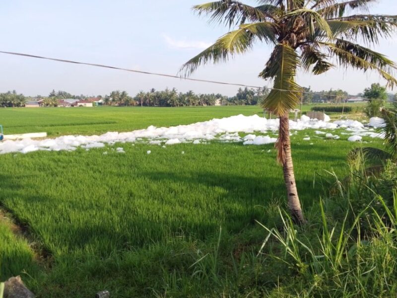 Tiga desa di Percut Sei Tuan dikepung busa kimia, sawah dan mangrove terancam. (Jennus/KTH)