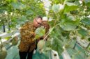 Kepala DPMPTSP DIY saat melakukan panen buah melon hidroponik di kebun Inofarm Jogja