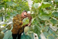 Kepala DPMPTSP DIY saat melakukan panen buah melon hidroponik di kebun Inofarm Jogja