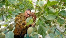 Kepala DPMPTSP DIY saat melakukan panen buah melon hidroponik di kebun Inofarm Jogja