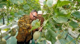 Kepala DPMPTSP DIY saat melakukan panen buah melon hidroponik di kebun Inofarm Jogja