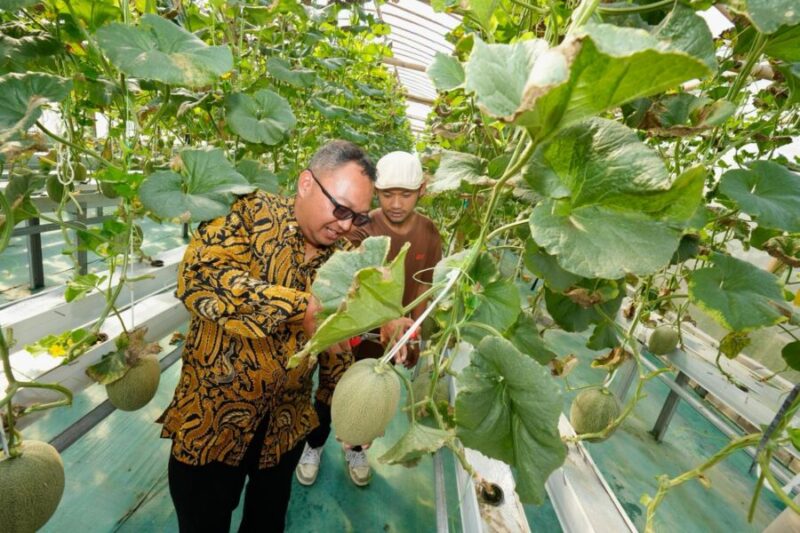 Kepala DPMPTSP DIY saat melakukan panen buah melon hidroponik di kebun Inofarm Jogja