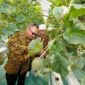 Kepala DPMPTSP DIY saat melakukan panen buah melon hidroponik di kebun Inofarm Jogja