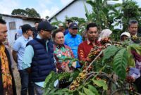 Gubernur Lampung didampingi Wakil Bupati Lampung Barat mengamati tanaman kopi meninjau Kebun Induk Hanakau, Kecamatan Sukau, Kabupaten Lampung Barat  
