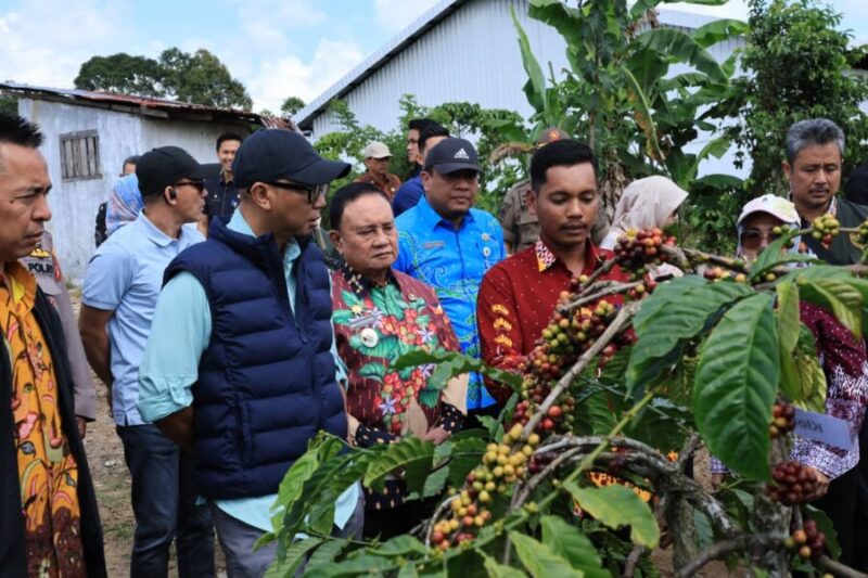 Gubernur Lampung didampingi Wakil Bupati Lampung Barat mengamati tanaman kopi meninjau Kebun Induk Hanakau, Kecamatan Sukau, Kabupaten Lampung Barat  
