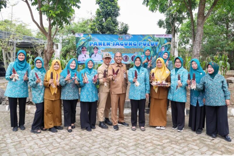 Ketua TP PKK Provinsi Banten Tinawati Andra Soni menunjukkan hasil budidaya jagung pulut bersama pengurus saat acara Panen Jagung Pulut