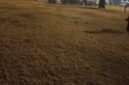 Kondisi Rumput Stadion setelah acara konser
