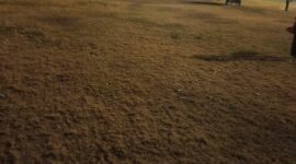 Kondisi Rumput Stadion setelah acara konser